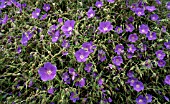 GERANIUM BROOKSIDE (CRANESBILL)