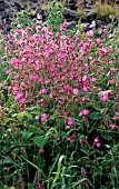 SILENE DIOICA,  CAMPION,  MASS OF FLOWERS
