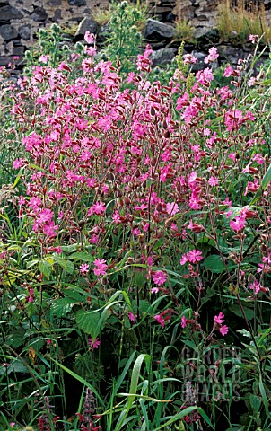 SILENE_DIOICA__CAMPION__MASS_OF_FLOWERS