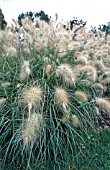 PENNISETUM VILLOSUM