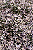 ASTER ERICOIDES PINK CLOUD