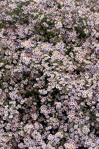 ASTER_ERICOIDES_PINK_CLOUD