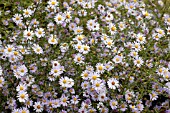 ASTER TURBINELLUS