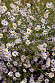 ASTER TURBINELLUS