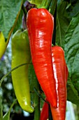 CAPSICUM ANNUUM BIG BANANA