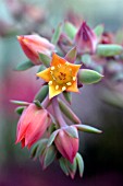 ECHEVERIA BLONDIE