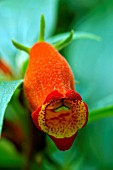 GLOXINIA SYLVATICA