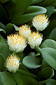 HAEMANTHUS ALBIFLOS