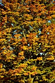 ACER PALMATUM SHISHIGASHIRA,  JAPANESE MAPLE,  AUTUMN