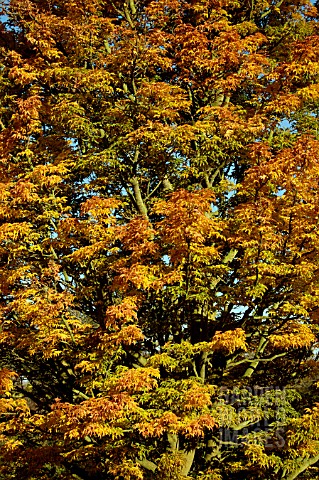 ACER_PALMATUM_SHISHIGASHIRA__JAPANESE_MAPLE__AUTUMN