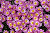 CHRYSANTHEMUM,  MASS OF PINK FLOWERS