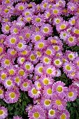 CHRYSANTHEMUM,  MASS OF PINK FLOWERS