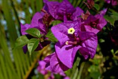 BOUGAINVILLEA PURPLE ROSE PAPER FLOWER