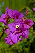 BOUGAINVILLEA PURPLE ROSE PAPER FLOWER