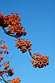 SORBUS WINTER CHEER ROWAN,  BERRIES,  AUTUMN,