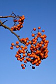 SORBUS WINTER CHEER ROWAN,  BERRIES,  AUTUMN,