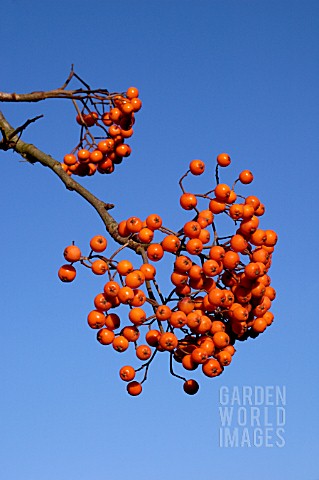 SORBUS_WINTER_CHEER_ROWAN__BERRIES__AUTUMN