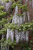 WISTERIA FLORIBUNDA KUCHI-BENI, SYN. WISTERIA FLORIBUNDA LIPSTICK