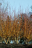 SALIX ALBA YELVERTON,  WILLOW,  COPPICED,  WINTER