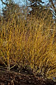 SALIX ALBA GOLDEN NESS,  WILLOW,  COPPICED,  WINTER