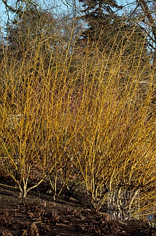 SALIX_ALBA_GOLDEN_NESS__WILLOW__COPPICED__WINTER