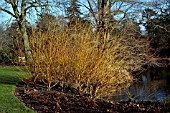 SALIX ALBA GOLDEN NESS,  WILLOW,  COPPICED,  WINTER