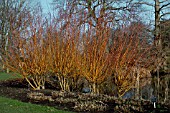 SALIX ALBA YELVERTON,  WILLOW,  COPPICED,  WINTER