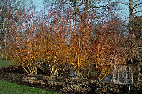 SALIX_ALBA_YELVERTON__WILLOW__COPPICED__WINTER