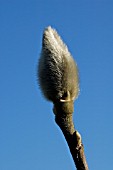 MAGNOLIA BLACK TULIP,  TREE,  BUD,  WINTER