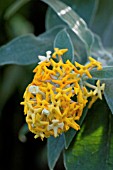 BUDDLEJA MADAGASCARIENSIS,  BUDDLEIA