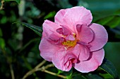 CAMELLIA LEONARD MESSEL