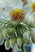 SPARRMANNIA AFRICANA,  AFRICAN HEMP