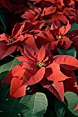 EUPHORBIA PULCHERRIMA MILLENIUM FISMILLE,  MEXICAN FLAME LEAF,  POINSETTIA