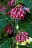 CESTRUM ROSEUM ILNACULLIN