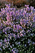 ERICA CARNEA DOMMESMOEN,  HEATHER,  WINTER