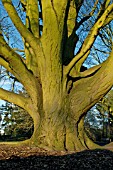 CARPINUS BETULUS FASTIGIATA,  TREE,  WINTER