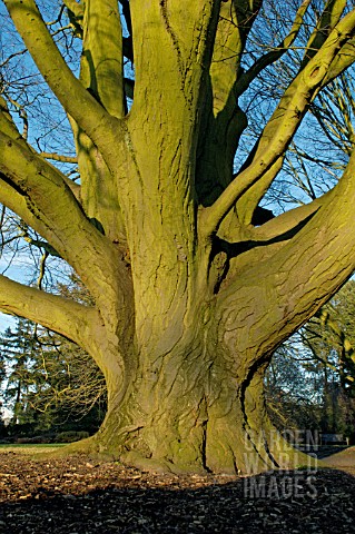 CARPINUS_BETULUS_FASTIGIATA__TREE__WINTER