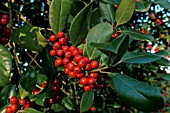 ILEX X ALTACLERENSIS HENDERSONII,  HOLLY,  RED BERRIES,  WINTER