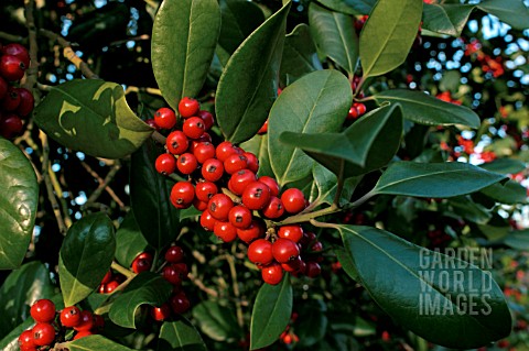 ILEX_X_ALTACLERENSIS_HENDERSONII__HOLLY__RED_BERRIES__WINTER