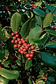 ILEX X ALTACLERENSIS HENDERSONII,  HOLLY,  RED BERRIES,  WINTER