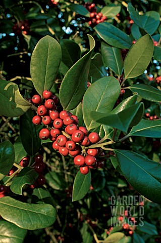 ILEX_X_ALTACLERENSIS_HENDERSONII__HOLLY__RED_BERRIES__WINTER