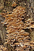 TREE INFECTED WITH HONEY FUNGUS,  BOOTLACE FUNGUS,  ARMILLARIA,  LAKE DISTRICT,  NOVEMBER