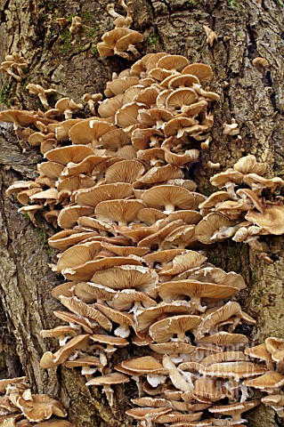 TREE_INFECTED_WITH_HONEY_FUNGUS__BOOTLACE_FUNGUS__ARMILLARIA__LAKE_DISTRICT__NOVEMBER