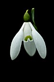 GALANTHUS NIVALIS STRAFFAN,  SNOWDROP,  WINTER