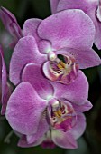 PHALAENOPSIS PINK TWILIGHT (ORCHID)