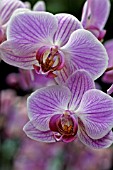 PHALAENOPSIS BOSTON,  ORCHID