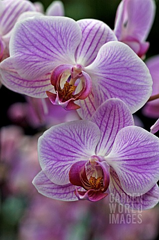 PHALAENOPSIS_BOSTON__ORCHID
