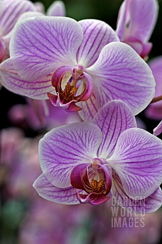 PHALAENOPSIS_BOSTON__ORCHID