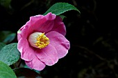 CAMELLIA JAPONICA PROSPER VIAL,  FEBRUARY