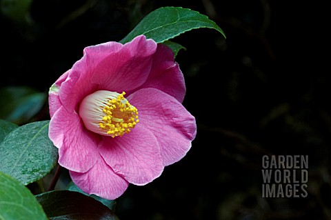 CAMELLIA_JAPONICA_PROSPER_VIAL__FEBRUARY